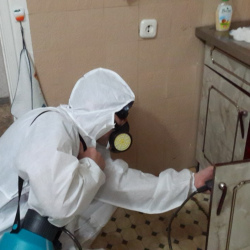 Дезинфекция от муравьев в квартире в Новокуйбышевске